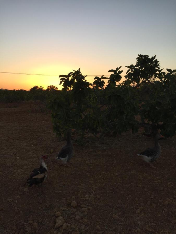 Holiday home Solar Da Cotovia