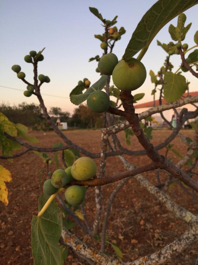 Solar Da Cotovia * Albufeira